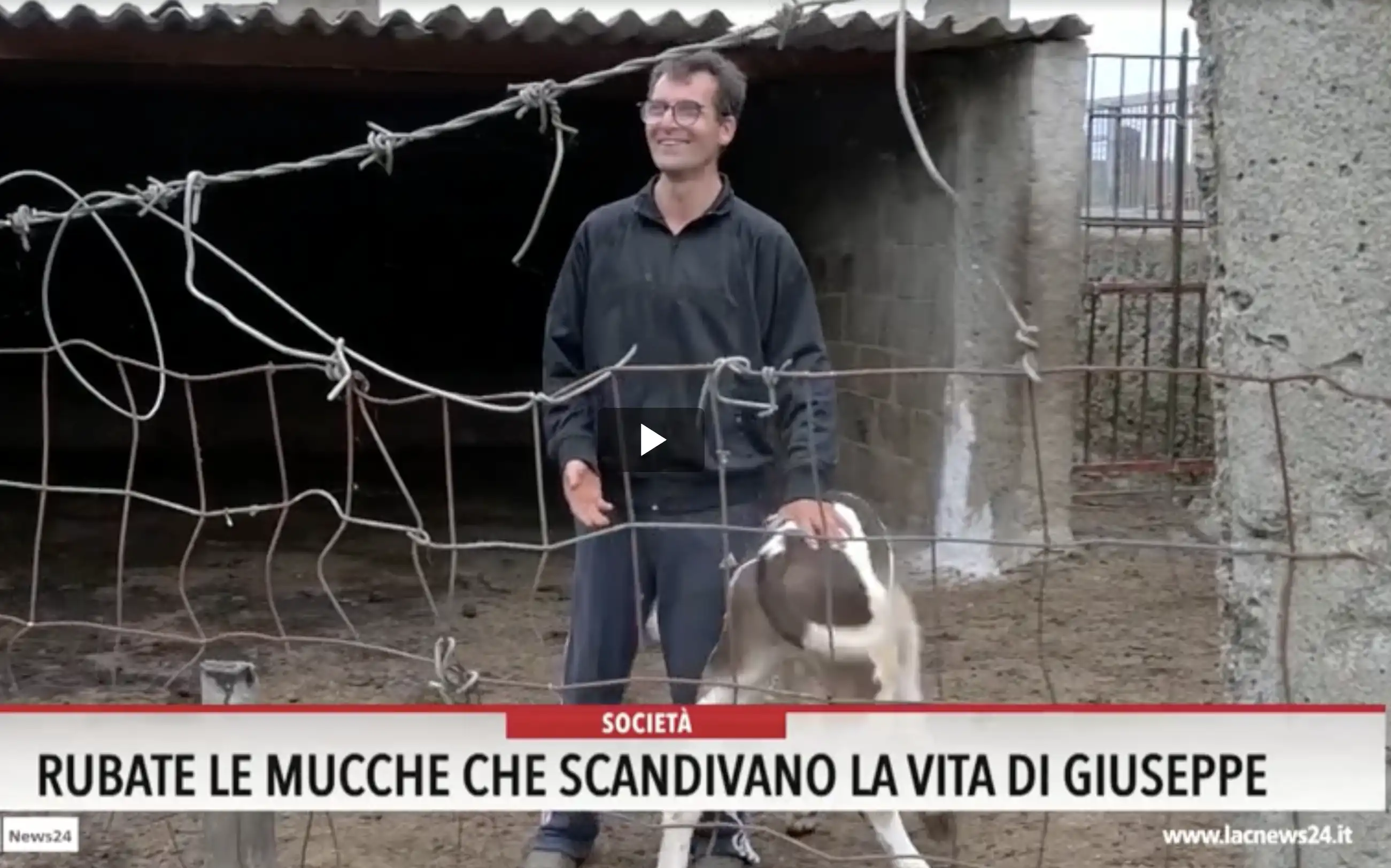 Una mucca per Giuseppe: da Capracotta il gesto che restituisce speranza